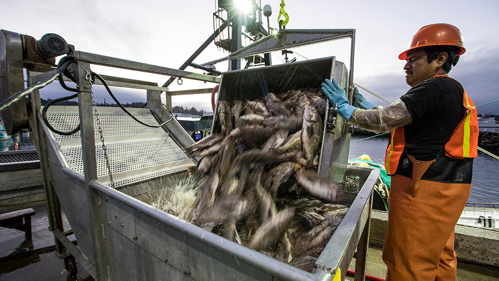 Moving fish on a trawler.